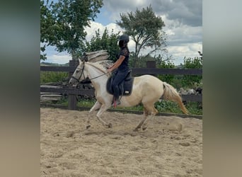 Andalusian Mix, Mare, 6 years, 15,1 hh, Palomino