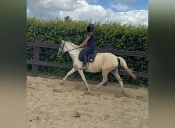 Andalusian Mix, Mare, 6 years, 15,1 hh, Palomino