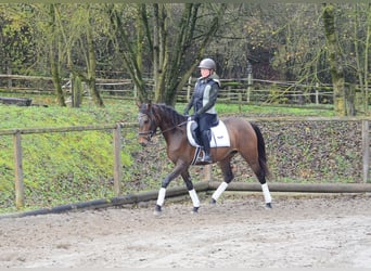 Andalusian, Mare, 6 years, 15,2 hh, Brown