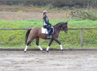 Andalusian, Mare, 6 years, 15,2 hh, Brown