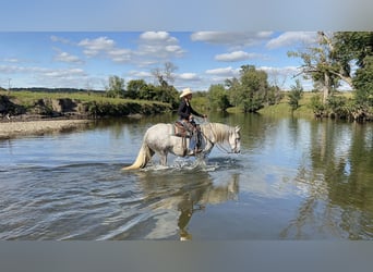 Andalusian Mix, Mare, 6 years, 15,2 hh, Grey