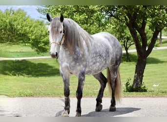 Andalusian Mix, Mare, 6 years, 15,2 hh, Grey