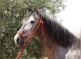 Andalusian Mix, Mare, 6 years, 15,2 hh, Grey