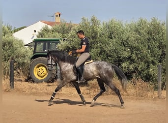 Andalusian Mix, Mare, 6 years, 15,2 hh, Grey