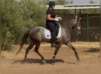Andalusian Mix, Mare, 6 years, 15,2 hh, Grey