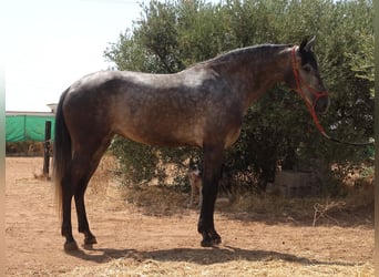 Andalusian Mix, Mare, 6 years, 15,2 hh, Grey