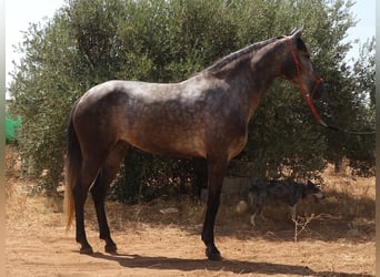 Andalusian Mix, Mare, 6 years, 15,2 hh, Grey