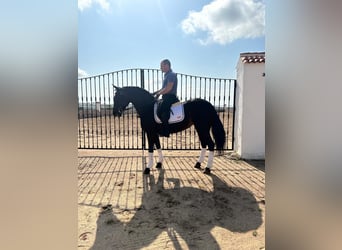 Andalusian, Mare, 6 years, 16.1 hh, Bay-Dark