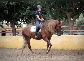 Andalusian, Mare, 6 years, 16,1 hh, Chestnut-Red