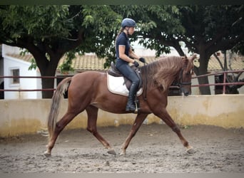 Andalusian, Mare, 6 years, 16,1 hh, Chestnut-Red