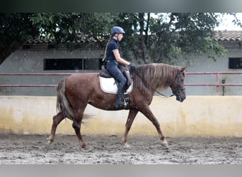 Andalusian, Mare, 6 years, 16,1 hh, Chestnut-Red