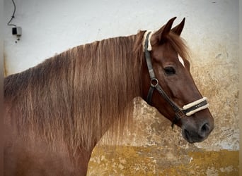 Andalusian, Mare, 6 years, 16,1 hh, Chestnut-Red