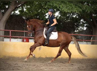 Andalusian, Mare, 6 years, 16,1 hh, Chestnut-Red