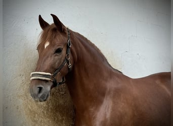 Andalusian, Mare, 6 years, 16,1 hh, Chestnut-Red