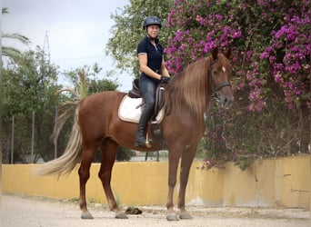 Andalusian, Mare, 6 years, 16,1 hh, Chestnut-Red