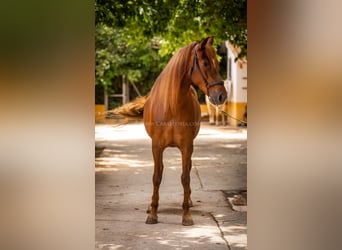 Andalusian, Mare, 6 years, 16.1 hh, Chestnut-Red