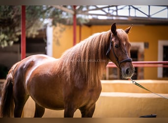 Andalusian, Mare, 6 years, 16.1 hh, Chestnut-Red