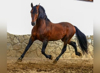 Andalusian, Mare, 6 years, 16 hh, Black