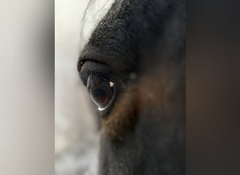 Andalusian, Mare, 6 years, 16 hh, Brown