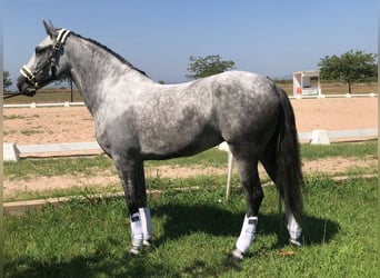 Andalusian, Mare, 6 years, 16 hh, Gray-Dapple