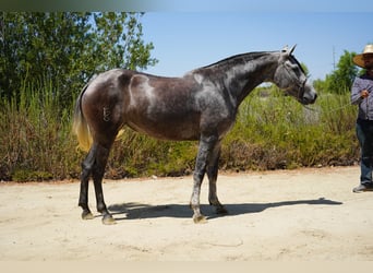Andalusian, Mare, 6 years, 16 hh, Grey
