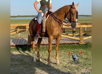 Andalusian, Mare, 6 years, 16 hh, Palomino