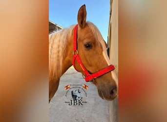 Andalusian, Mare, 6 years, 16 hh, Palomino