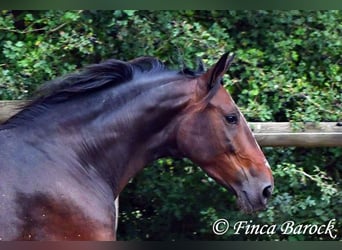 Andalusian, Mare, 6 years, 16 hh, Smoky-Black