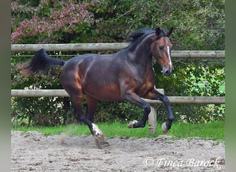 Andalusian, Mare, 6 years, 16 hh, Smoky-Black