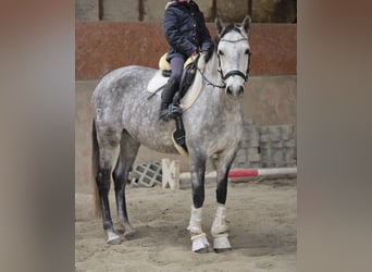 Andalusian, Mare, 6 years, Gray