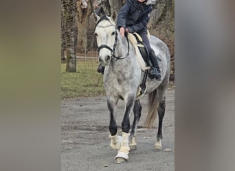 Andalusian, Mare, 6 years, Gray