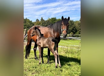 Andalusian Mix, Mare, 7 years, 13.2 hh, Brown