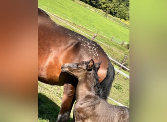 Andalusian Mix, Mare, 7 years, 13,3 hh, Brown