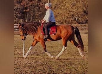 Andalusian Mix, Mare, 7 years, 15,1 hh, Brown