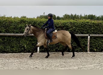 Andalusian, Mare, 7 years, 15,1 hh, Dun