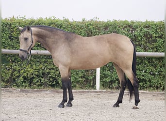 Andalusian, Mare, 7 years, 15,1 hh, Dun