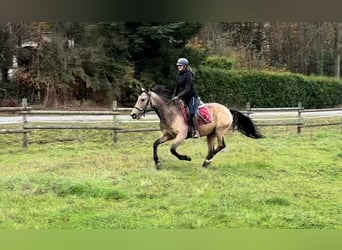 Andalusian, Mare, 7 years, 15,1 hh, Dun