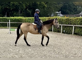 Andalusian, Mare, 7 years, 15,1 hh, Dun