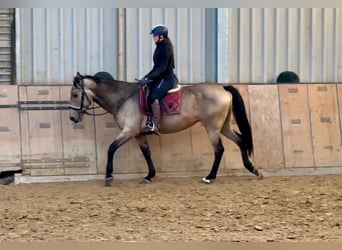 Andalusian, Mare, 7 years, 15,1 hh, Dun