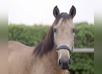 Andalusian, Mare, 7 years, 15,1 hh, Dun