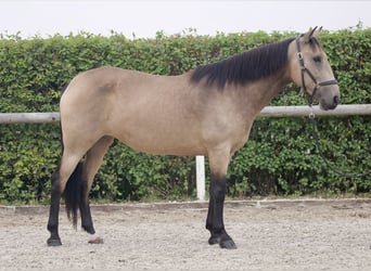 Andalusian, Mare, 7 years, 15,1 hh, Dun