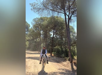 Andalusian Mix, Mare, 7 years, 15.1 hh, Grey