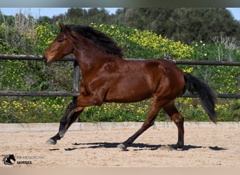 Andalusian, Mare, 7 years, 15.2 hh, Brown