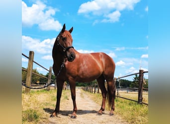 Andalusian, Mare, 7 years, 15.2 hh, Chestnut-Red