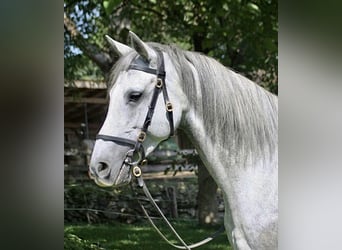 Andalusian, Mare, 7 years, 15.2 hh, Gray
