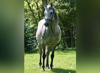 Andalusian, Mare, 7 years, 15.2 hh, Gray