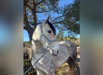 Andalusian, Mare, 7 years, 15.2 hh, Grey-Dapple