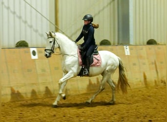 Andalusian, Mare, 7 years, 15 hh, Gray