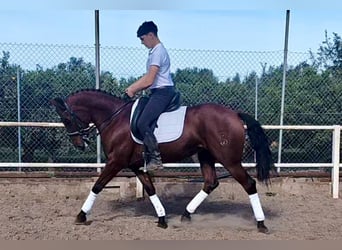 Andalusian, Mare, 7 years, 15,1 hh, Brown