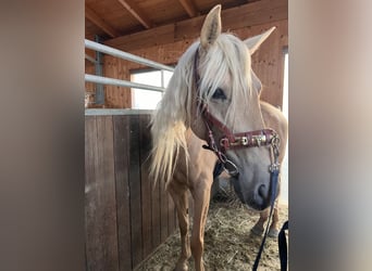 Andalusian, Mare, 7 years, 15,2 hh, Palomino
